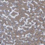 FRRS1 Antibody in Immunohistochemistry (Paraffin) (IHC (P))