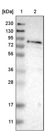 FRRS1 Antibody in Western Blot (WB)