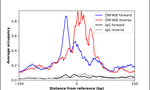 ZNF408 Antibody in ChIP Assay (ChIP)