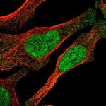 OGFR Polyclonal Antibody