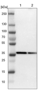TAIP2 Antibody in Western Blot (WB)