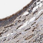 NME6 Antibody in Immunohistochemistry (Paraffin) (IHC (P))