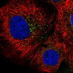 RFFL Polyclonal Antibody