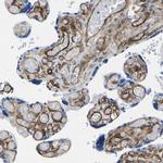 COL15A1 Antibody in Immunohistochemistry (IHC)