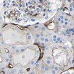 COL15A1 Antibody in Immunohistochemistry (IHC)