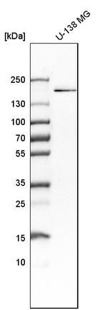 KIAA1462 Antibody in Western Blot (WB)