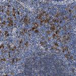 HLA-DPA1 Antibody in Immunohistochemistry (IHC)