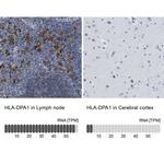 HLA-DPA1 Antibody