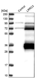LRRC3 Antibody in Western Blot (WB)
