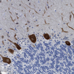 TUB Antibody in Immunohistochemistry (Paraffin) (IHC (P))