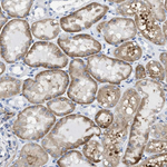 TUB Antibody in Immunohistochemistry (Paraffin) (IHC (P))