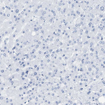 TUB Antibody in Immunohistochemistry (Paraffin) (IHC (P))