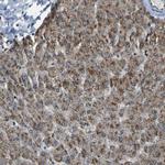 SVOPL Polyclonal Antibody