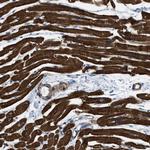 KCNH7 Antibody in Immunohistochemistry (Paraffin) (IHC (P))