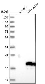 C14orf177 Antibody in Western Blot (WB)