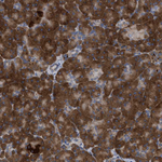 SLC50A1 Antibody in Immunohistochemistry (Paraffin) (IHC (P))