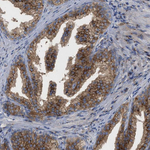 SLC50A1 Antibody in Immunohistochemistry (Paraffin) (IHC (P))