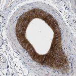 SLC50A1 Antibody in Immunohistochemistry (IHC)