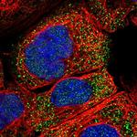 PPAPDC2 Polyclonal Antibody