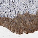 PPAPDC2 Antibody in Immunohistochemistry (Paraffin) (IHC (P))
