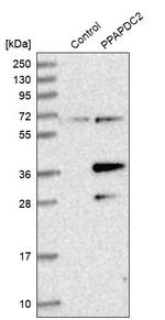 PPAPDC2 Antibody in Western Blot (WB)