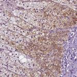 TRPML3 Antibody in Immunohistochemistry (Paraffin) (IHC (P))