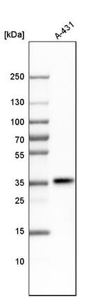 PTK9 Antibody in Western Blot (WB)