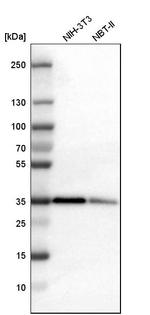 PTK9 Antibody in Western Blot (WB)