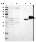 SMPD2 Antibody in Western Blot (WB)