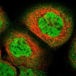 ZFAND5 Antibody in Immunocytochemistry (ICC/IF)