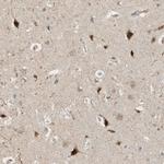 ZFAND5 Antibody in Immunohistochemistry (Paraffin) (IHC (P))