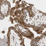 ZFAND5 Antibody in Immunohistochemistry (Paraffin) (IHC (P))