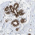 KIAA1671 Antibody in Immunohistochemistry (Paraffin) (IHC (P))
