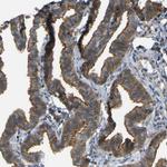 KIAA1671 Antibody in Immunohistochemistry (Paraffin) (IHC (P))