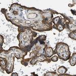KIAA1671 Antibody in Immunohistochemistry (Paraffin) (IHC (P))