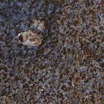 PIGS Polyclonal Antibody