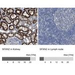 SFXN2 Antibody