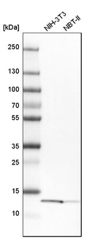 YBEY Antibody in Western Blot (WB)