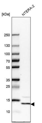 YBEY Antibody in Western Blot (WB)