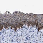TMEM68 Antibody in Immunohistochemistry (IHC)