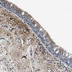 TMEM186 Antibody in Immunohistochemistry (Paraffin) (IHC (P))