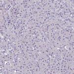 ZNF248 Antibody in Immunohistochemistry (Paraffin) (IHC (P))