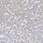 FXR1 Antibody in Immunohistochemistry (Paraffin) (IHC (P))