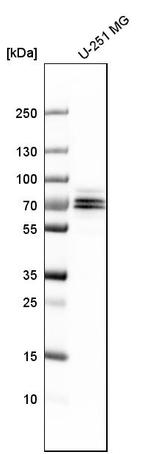 FXR1 Antibody in Western Blot (WB)