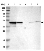 NDRG3 Antibody in Western Blot (WB)