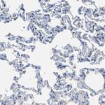 MIS18A Antibody in Immunohistochemistry (Paraffin) (IHC (P))