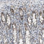 MIS18A Antibody in Immunohistochemistry (Paraffin) (IHC (P))