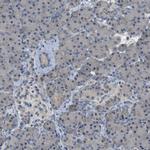 MIS18A Antibody in Immunohistochemistry (IHC)