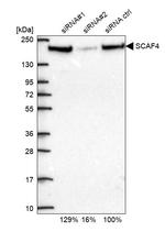 SFRS15 Antibody