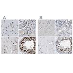 SFRS15 Antibody in Immunohistochemistry (IHC)
